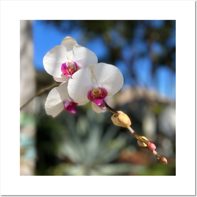 White Orchid Trio Pink Centers Wall Art by KarenZukArt